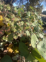 Rubus armeniacus