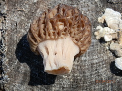 Morchella septentrionalis