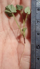 Malva parviflora