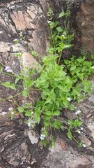 Eupatorieae