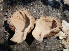 Morchella septentrionalis