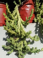 Euphorbia flanaganii