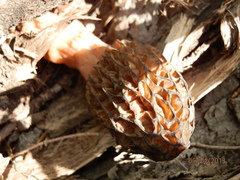 Morchella septentrionalis
