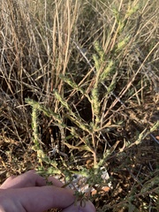 Bassia scoparia