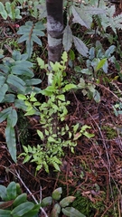 Phyllocladus alpinus