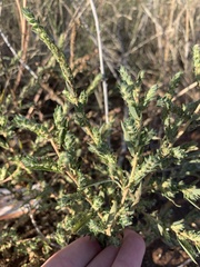 Bassia scoparia