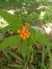 Asclepias curassavica image