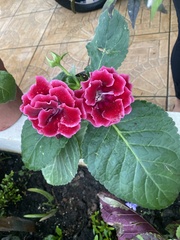 Gesnerieae
