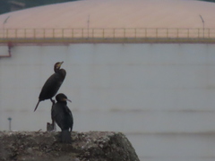 Phalacrocorax carbo