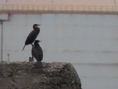 Phalacrocorax carbo