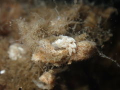 Trinchesia albocrusta