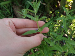 Stemodia durantifolia