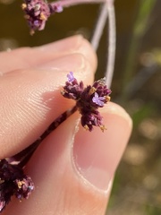 Verbena litoralis