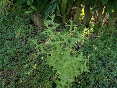 Stemodia durantifolia