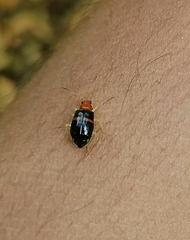 Gynandrobrotica lepida