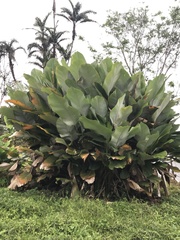 Calathea lutea