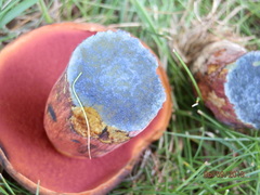 Boletus subvelutipes