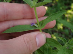 Stemodia durantifolia