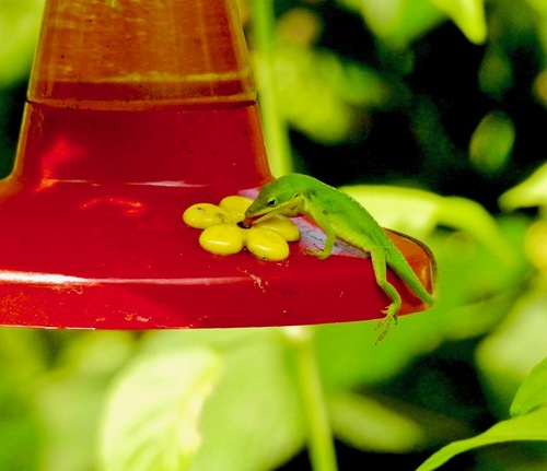 Green Anole photographed in Louisiana