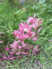 Alternanthera brasiliana