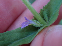 Stemodia durantifolia