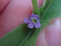 Stemodia durantifolia