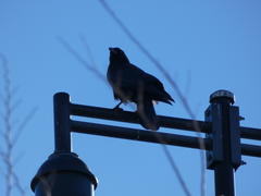 Corvus brachyrhynchos