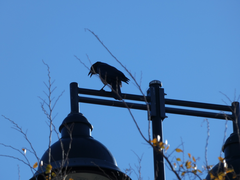 Corvus brachyrhynchos