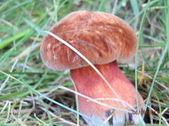Boletus subvelutipes