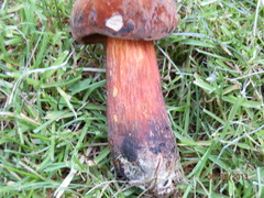 Boletus subvelutipes