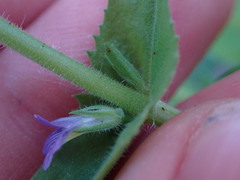 Stemodia durantifolia