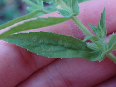 Stemodia durantifolia