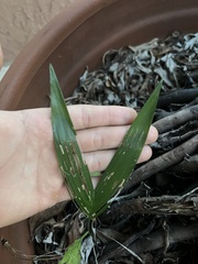 Arecaceae
