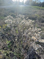 Pseudognaphalium obtusifolium