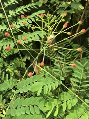 Caesalpinia