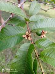 Psidium guineense