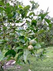 Citrus × taitensis
