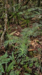 Prumnopitys ferruginea