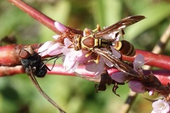 Polistes dorsalis