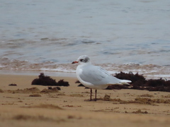 Ichthyaetus melanocephalus