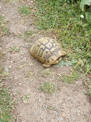 Testudo hermanni