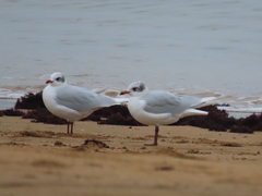 Ichthyaetus melanocephalus