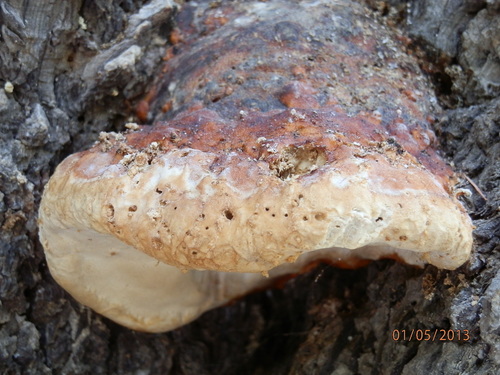 Schrenk's Red-Belt Conk