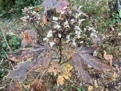 Hydrangea quercifolia