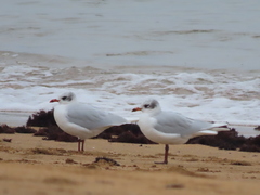 Ichthyaetus melanocephalus