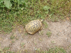 Testudo hermanni