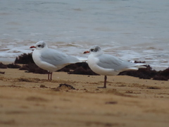 Ichthyaetus melanocephalus