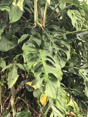 Monstera adansonii