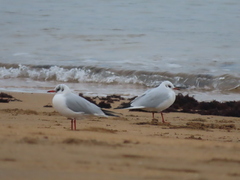 Chroicocephalus ridibundus