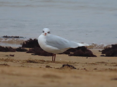 Ichthyaetus melanocephalus